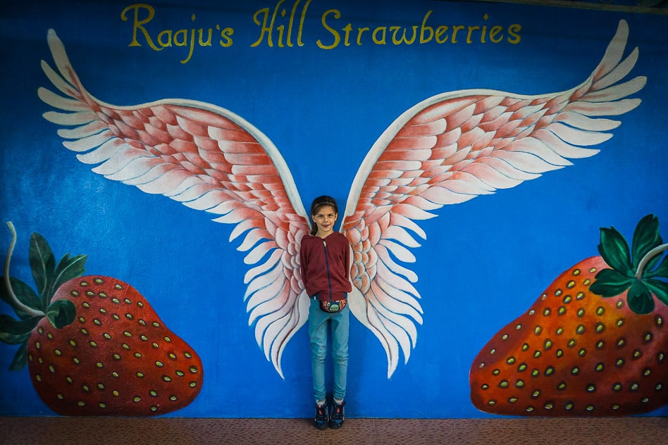 The perfect itinerary Malaysia 7 days Cameron Highlands Rajuu Hill Strawberries