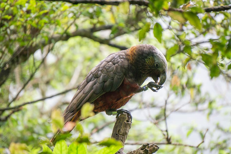 Orokonui Ecosanctuary New Zealand South Island Itinerary 14 days