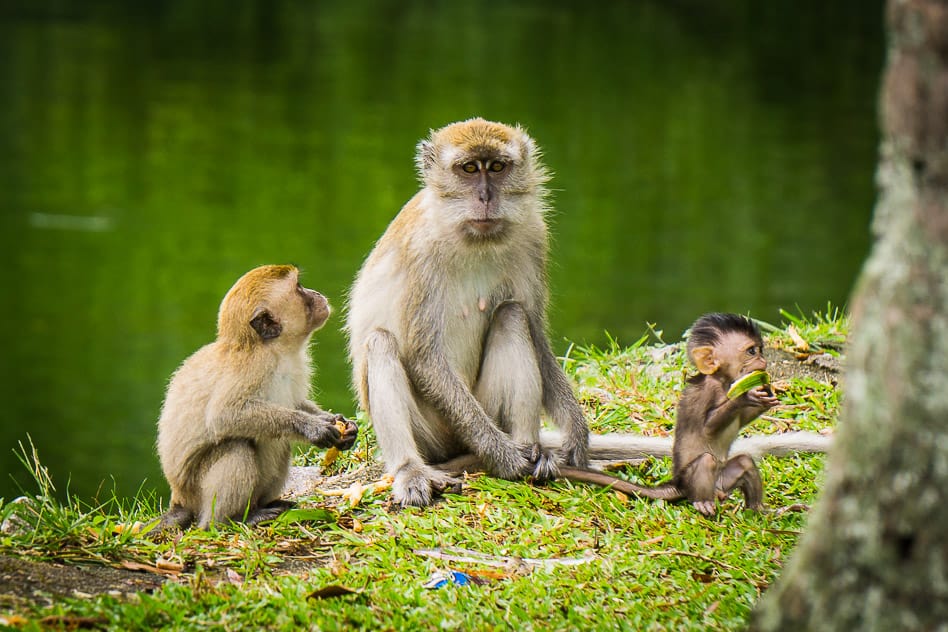 Reisdagboek #3: Welkom in Ipoh Monkeys Gunung Lang Park Ipoh Malaysia