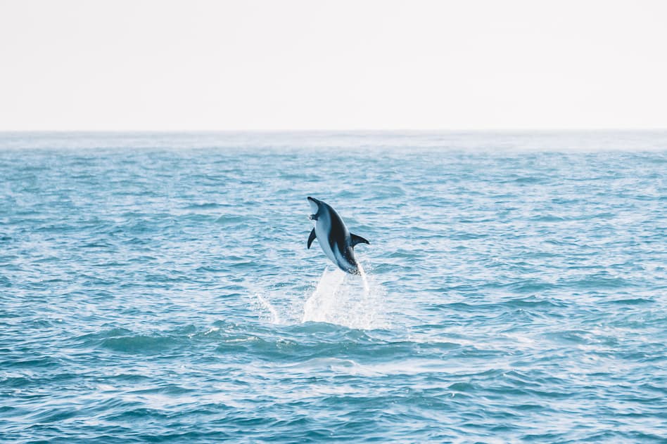 Reisdagboek #18: Nieuw-Zeeland, het Zuidereiland deel 4 Jumping Dolphin Kaikoura Encounters New Zealand