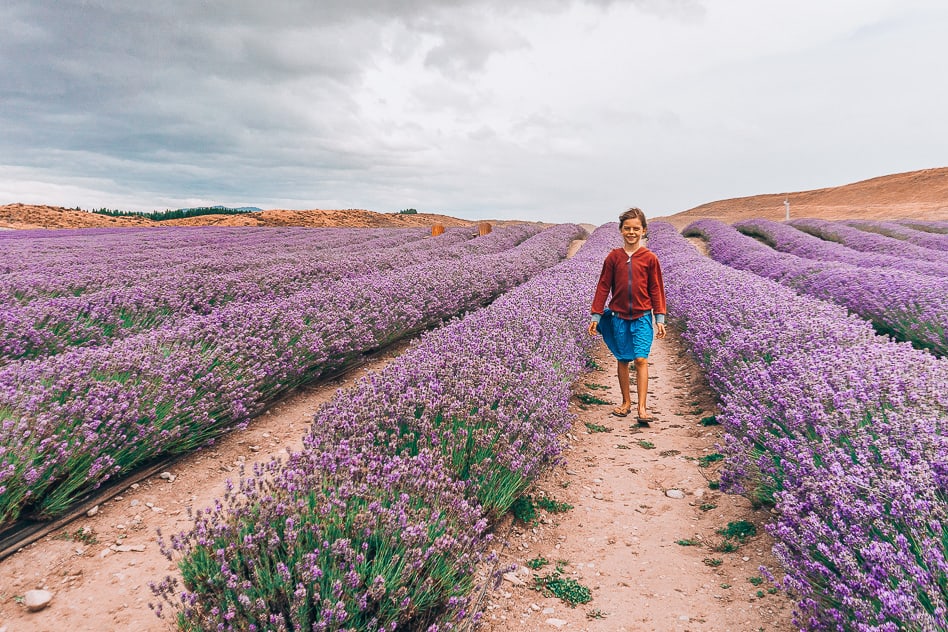 Lavender Farm New Zealand Road Trip