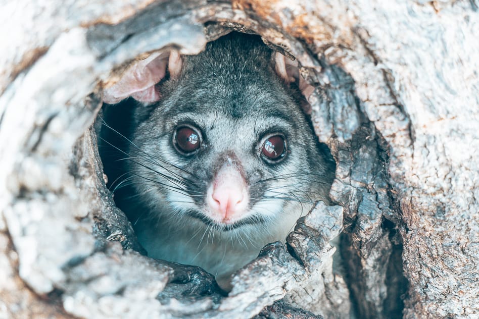 Reisdagboek #11: Van het platteland tot de Great Ocean Road Possum Australia Wilmington Tree
