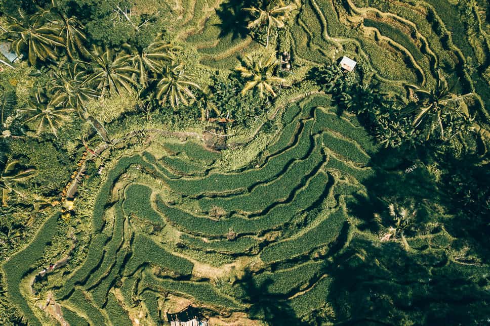 De ideale rondreis in Bali met kinderen + tips Tegalalang Rice Fields