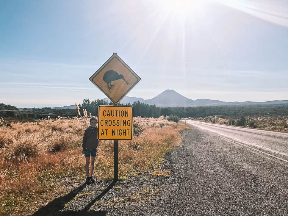 Reisdagboek #19: Nieuw-Zeeland, het Noordereiland Tongariro National Park Kiwi Spotting
