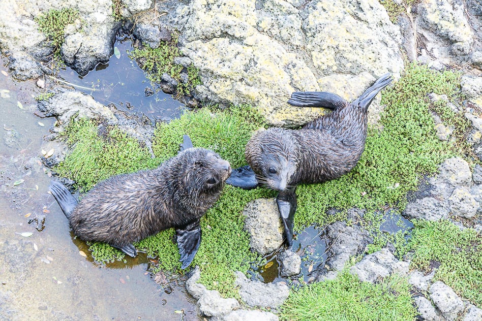Reisdagboek #16: Nieuw-Zeeland, het Zuidereiland deel 2 Baby Seals Otaga Peninsula ELM Wildlife Tours