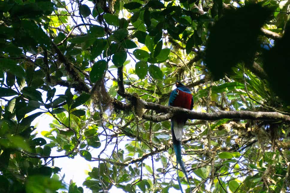 Costa Rica Itinerary 10 days: The perfect road trip for your visit spotting the quetzal in during you costa rica roastrip in monteverde