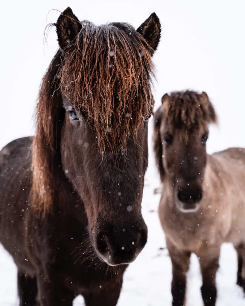 15 best and most impressive things to do in Iceland Icelandic Horses