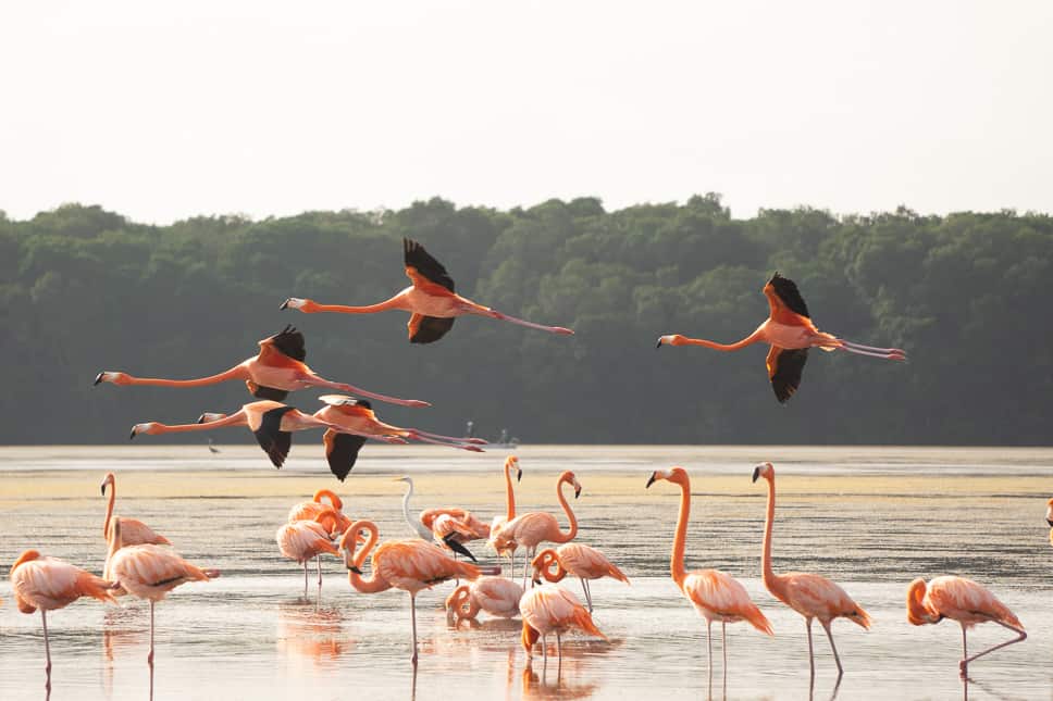 Yucatan Road Trip Itinerary: 2 weeks in Mexico the Ria Celestun Biosphere Reserve in Celestun Yucatan