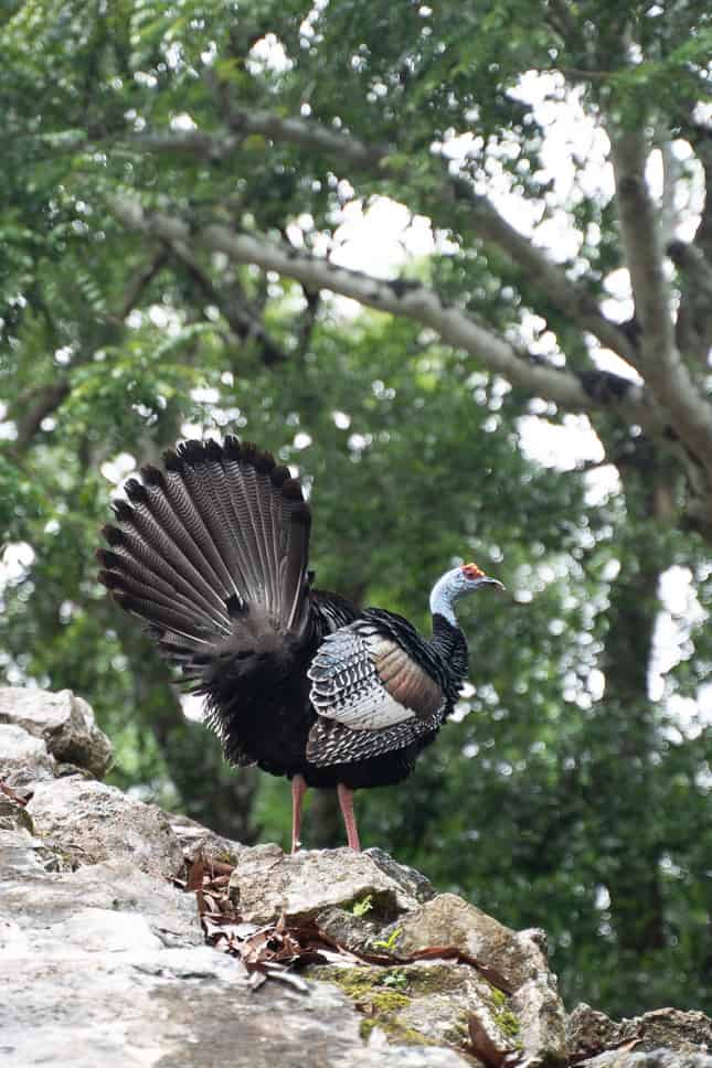 Yucatan Road Trip Itinerary: 2 weeks in Mexico coba ruins - yucatan road trio