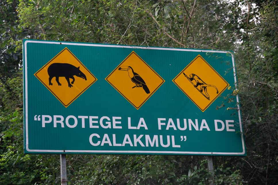 Yucatan Road Trip Itinerary: 2 weeks in Mexico fauna of calakmul yucatan