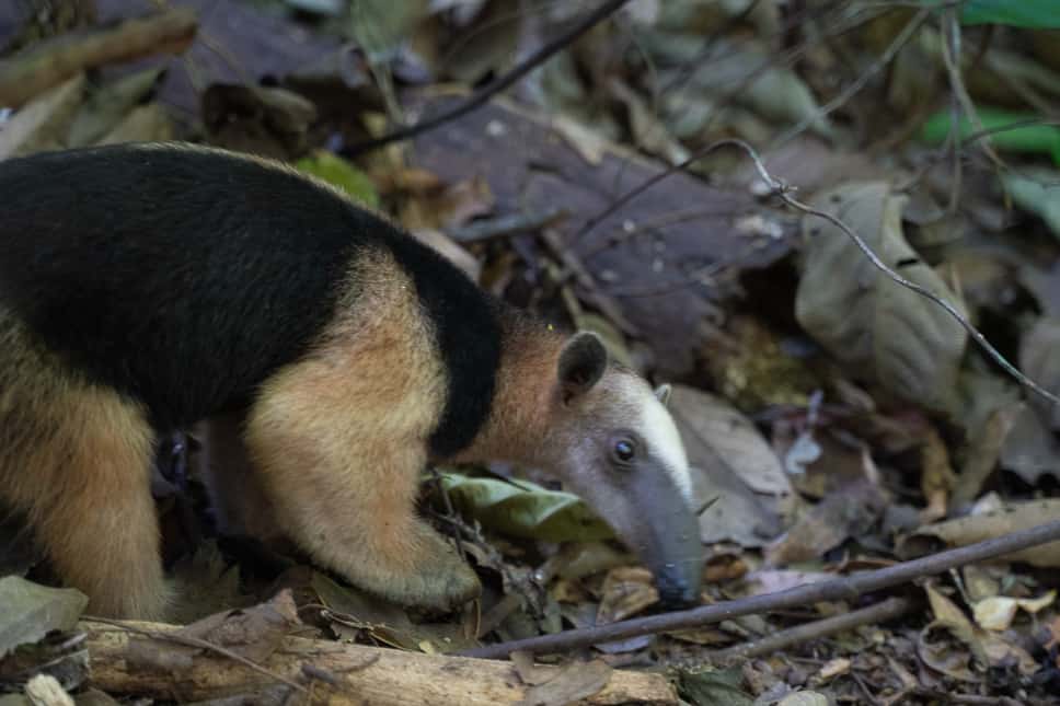 Things to do in Uvita Costa Rica corcovado national park