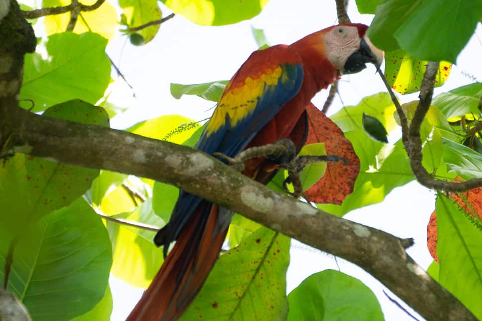 Things to do in Uvita Costa Rica uvita things to do