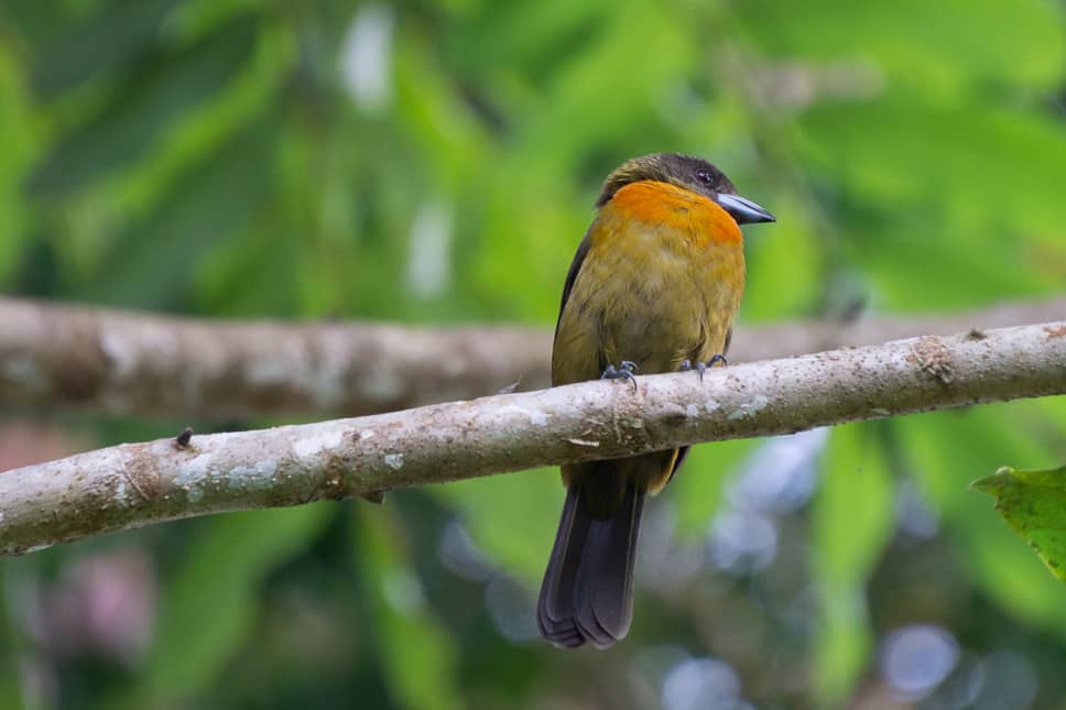 Things to do in Uvita Costa Rica uvita things to do