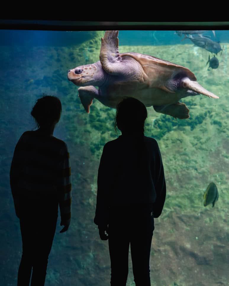 Nausicaá aquarium and Evancy in Boulogne-Sur-Mer Nausicaa Aquarium Turtle Tropical