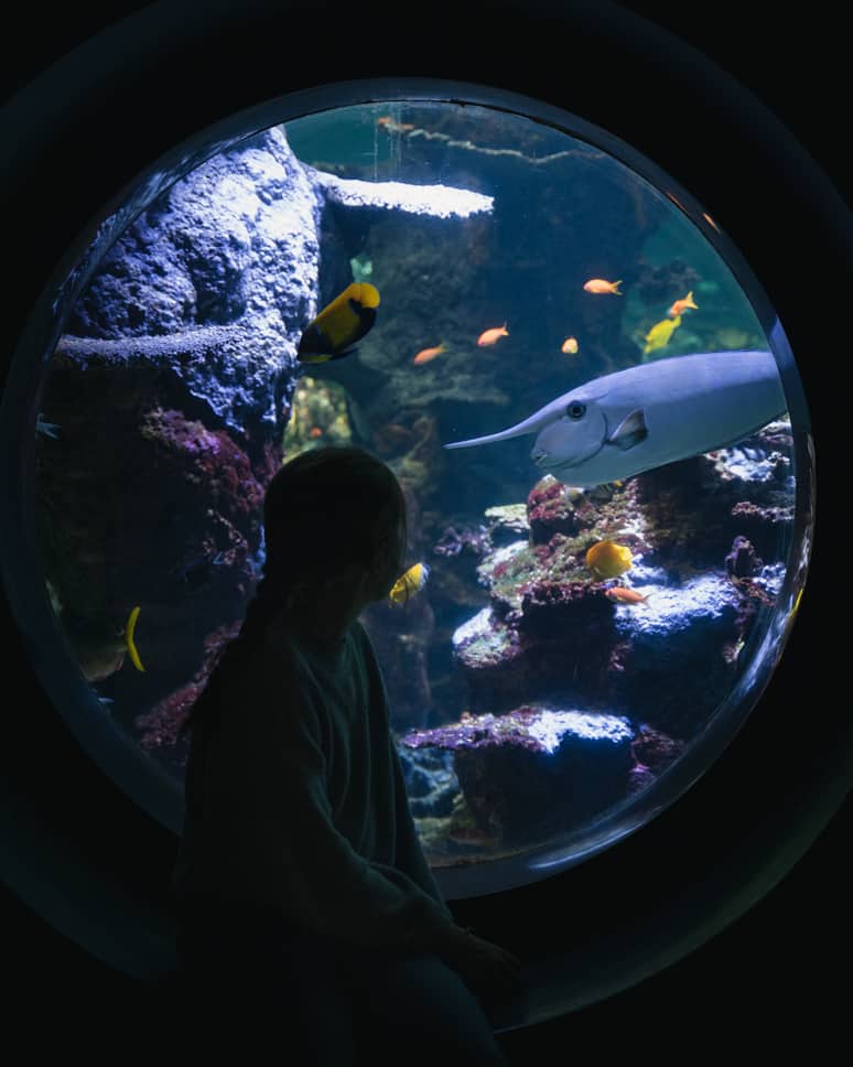 Nausicaá aquarium and Evancy in Boulogne-Sur-Mer Nausicaa Tropical Aquarium