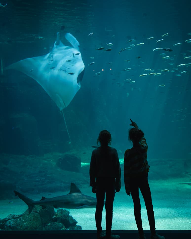Nausicaá aquarium and Evancy in Boulogne-Sur-Mer Nausicaa big aquarium manta ray