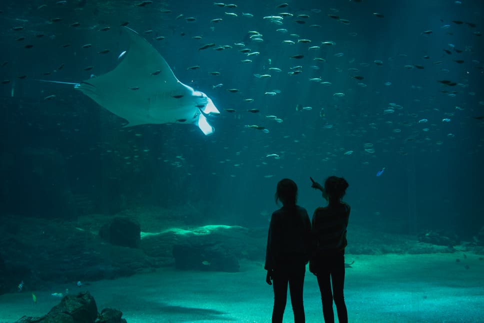 13 Best things to do in Boulogne Sur Mer Nausicaa Aquarium Evancy Boulogne-sur-Mer