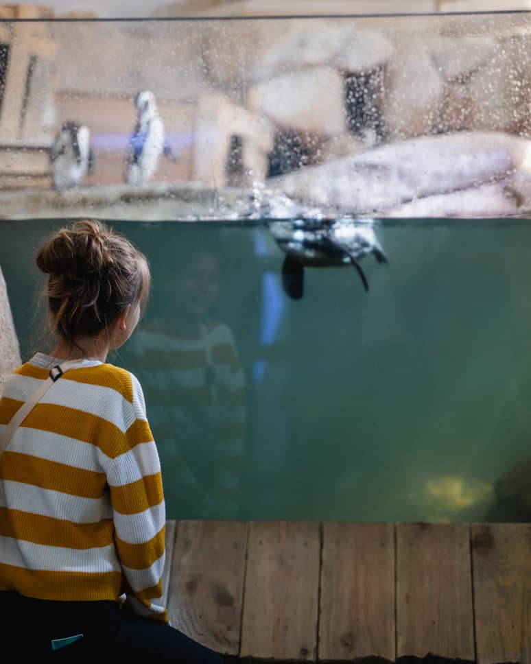 Nausicaá aquarium and Evancy in Boulogne-Sur-Mer Climate exhibition penguins Nausicaa