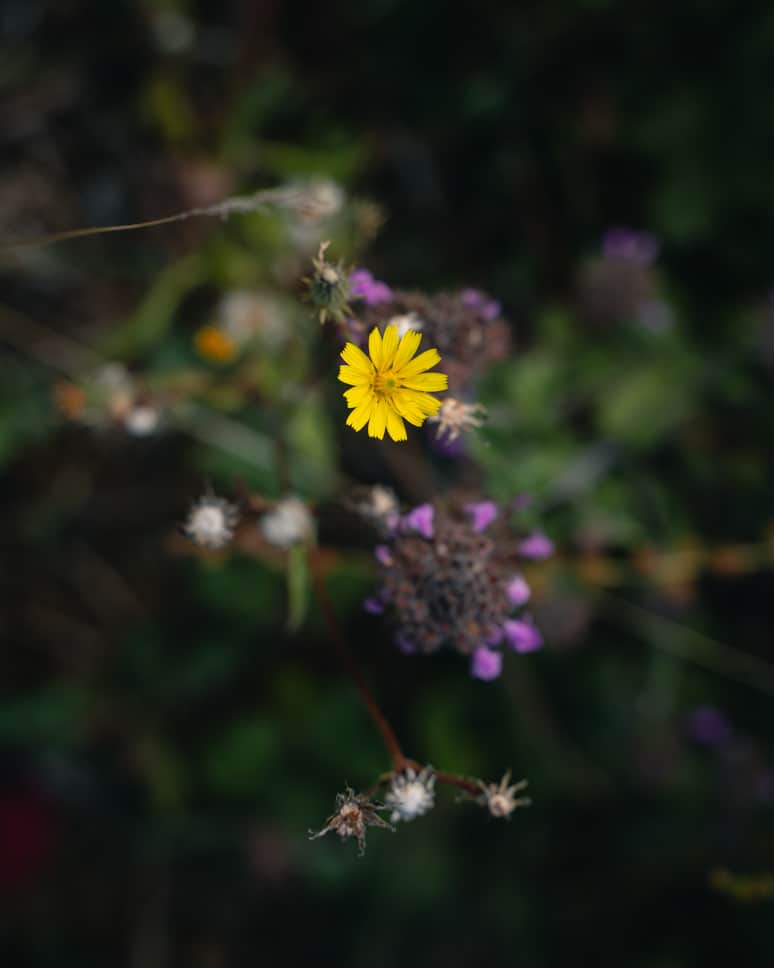 French Ardennes Flora Fauna
