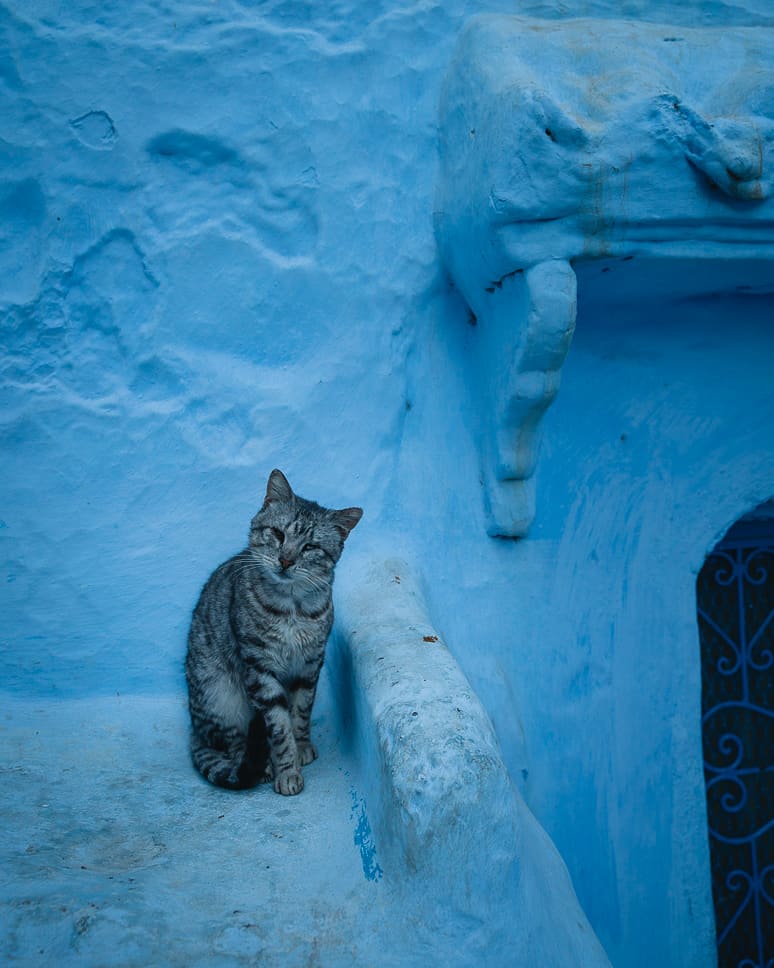 Essential travel tips and fun facts about Morocco Morocco cats fun facts