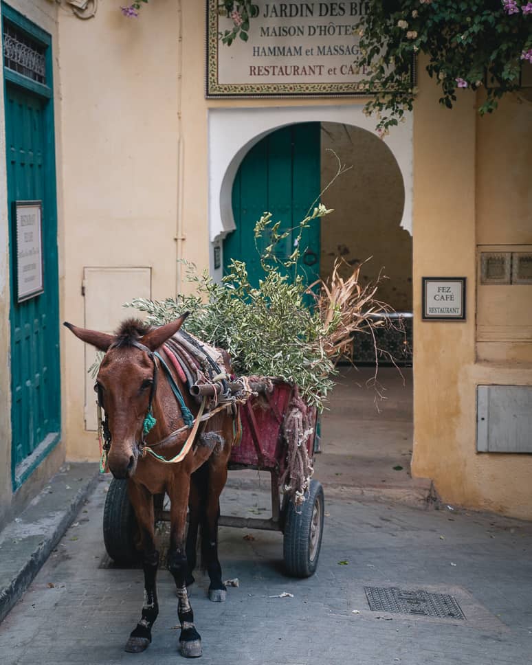 What to do in Fez, Morocco: sights and tips Medina Fez Morocco
