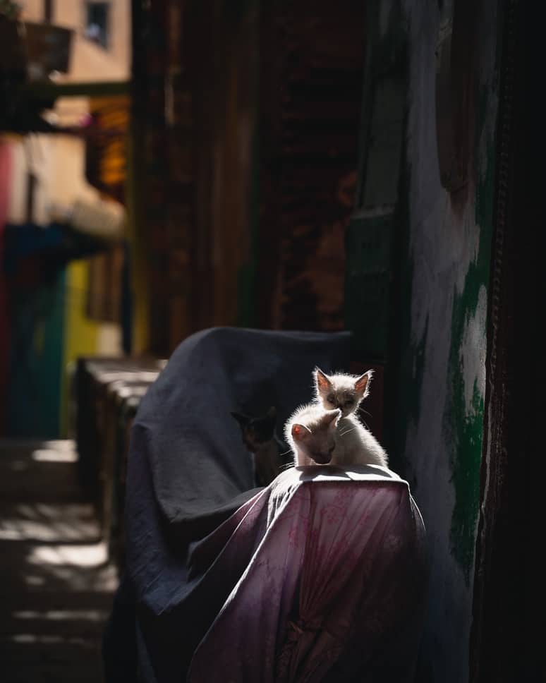Essential travel tips and fun facts about Morocco Morocco Cats Travel tips