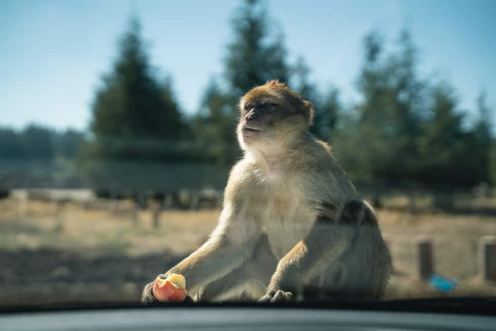 7 days in Morocco Itinerary: 3 amazing one-week trips Driving one week in Morocco monkeys