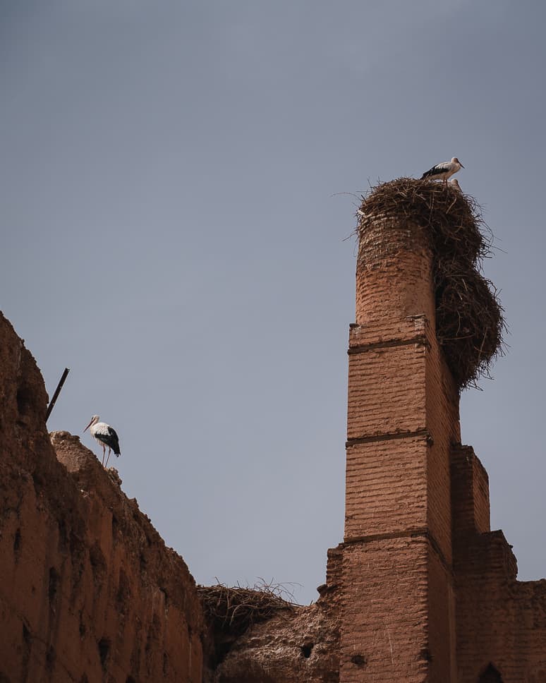 Things to do in Marrakech: highlights and tips Morocco Marrakech Storks El Badi Palace