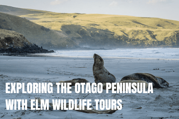 Things to do in Queenstown with kids EXPLORING THE OTAGO PENINSULA WITH ELM WILDLIFE TOURS