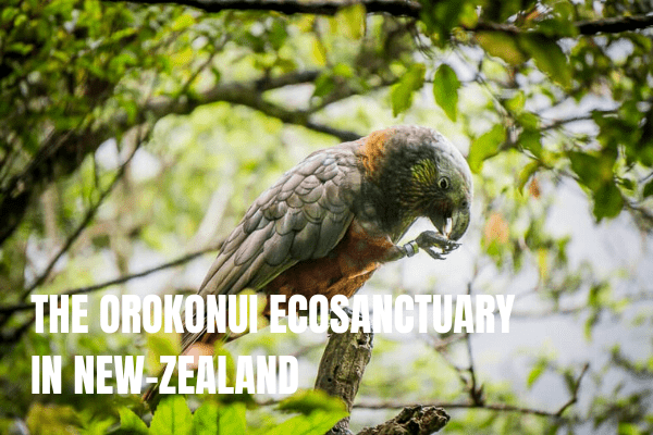 Things to do in Queenstown with kids The Orokonui Ecosanctuary In New Zealand