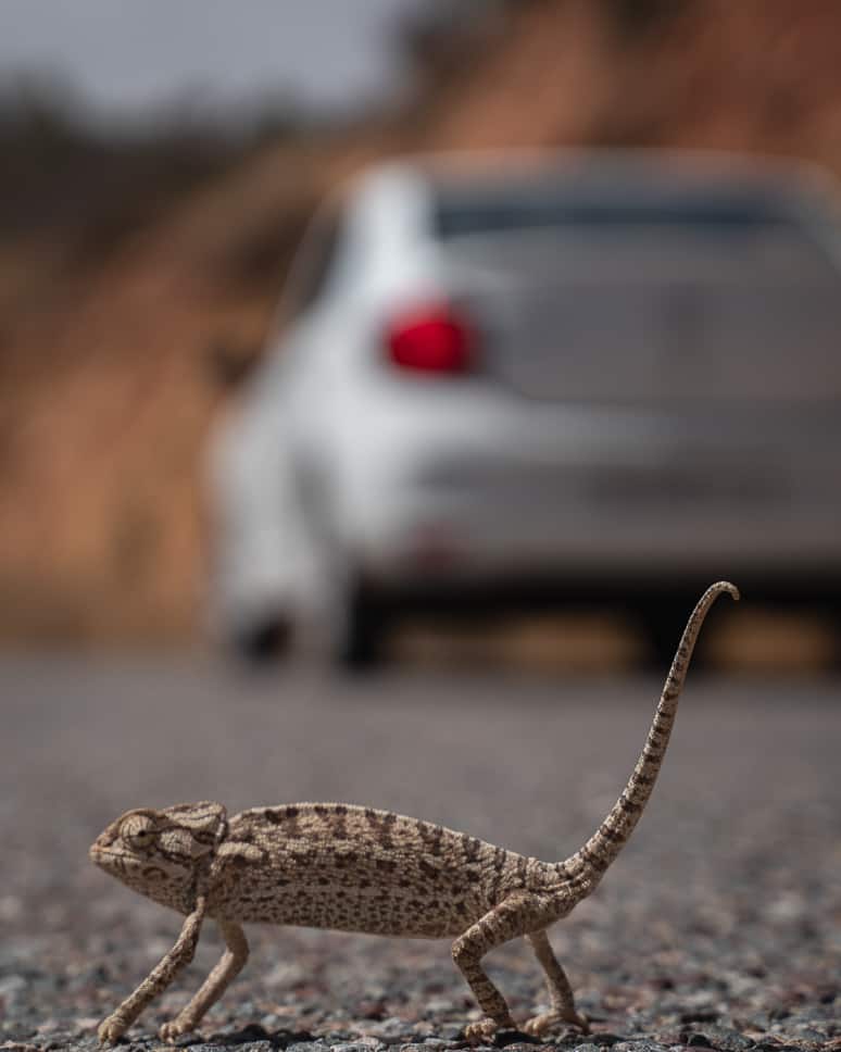Tips for renting a car in Morocco Car rental Morocco Chameleon