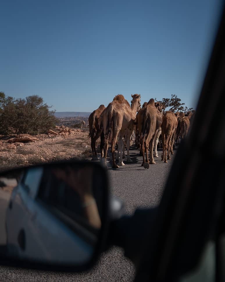 Tips for renting a car in Morocco Camel traffic rent a car Morocco