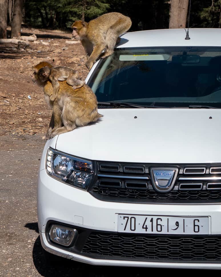 Tips for renting a car in Morocco Road trip Marokko monkeys