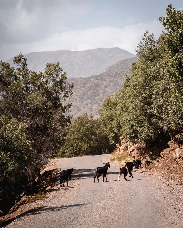Tips for renting a car in Morocco Car rental Morocco Safe Goats
