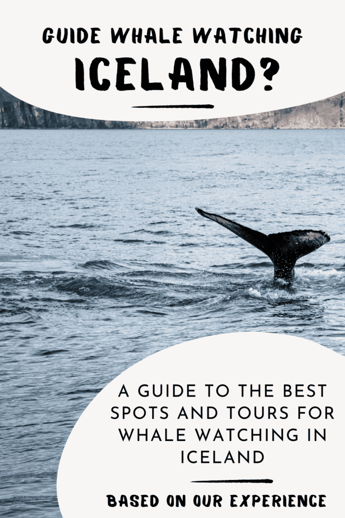 Whale Watching in Iceland: Where and When + Our Top Tips Whale watching in Iceland