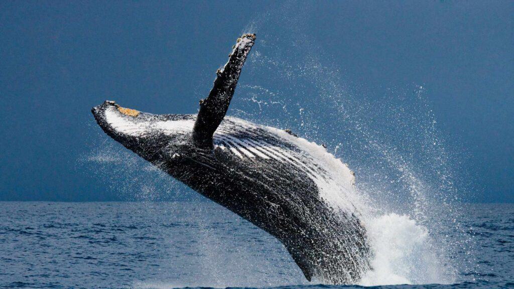 Whale Watching in Iceland: Where and When + Our Top Tips a whale jumping out of the water in iceland in reykjavik