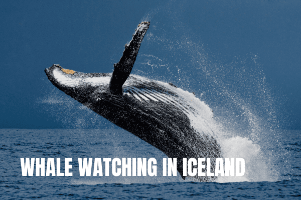 Whale Watching in Iceland: Where and When + Our Top Tips Whale watching in Iceland