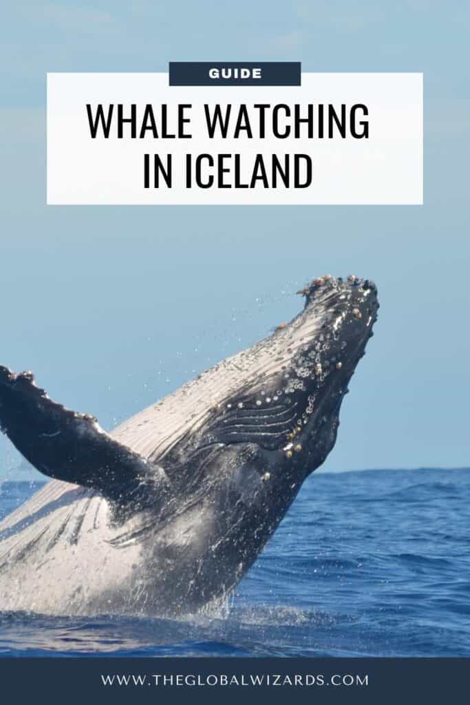 Whale Watching in Iceland: Where and When + Our Top Tips Whale Watching In Iceland 1 683x1024