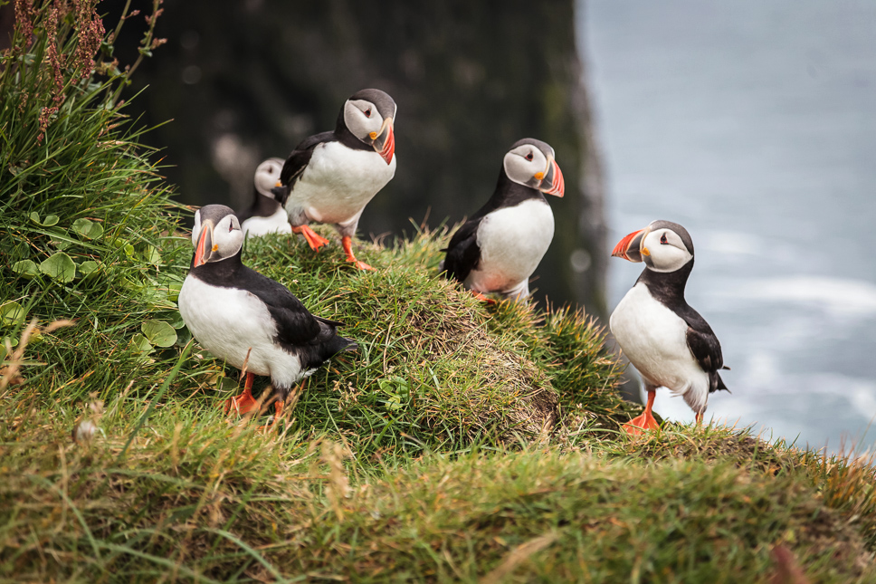 15 best and most impressive things to do in Iceland family puffins on grass in iceland westjords