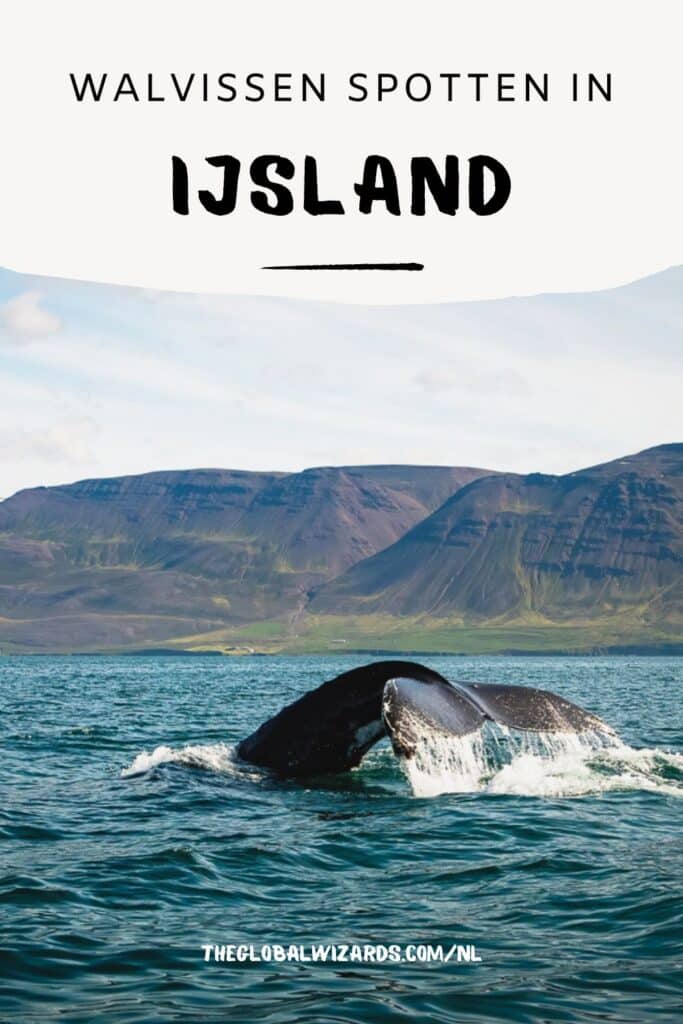 Walvissen spotten in IJsland: waar en wanneer + onze beste tips Walvis spotten IJsland
