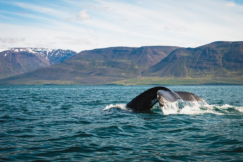 Whale Watching in Iceland: Where and When + Our Top Tips whales in iceland in summer