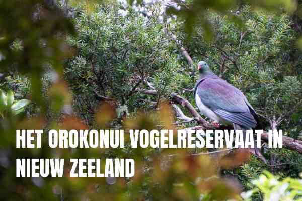 Het Orokonui Vogelreservaat In Nieuw Zeeland