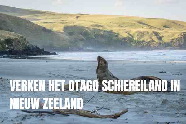 Verken Het Otago Schiereiland In Nieuw Zeeland Met ELM Wildlife Tours
