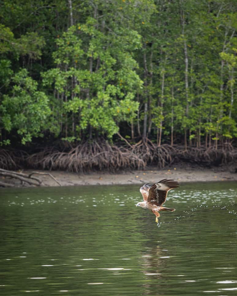 Sea eagle Langkawi Eco Mangrove Tour