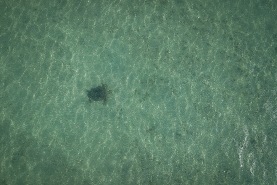 What to do in Koh Mook, our new favorite Thai island Turtle and manatee spotting on Koh Moo to do
