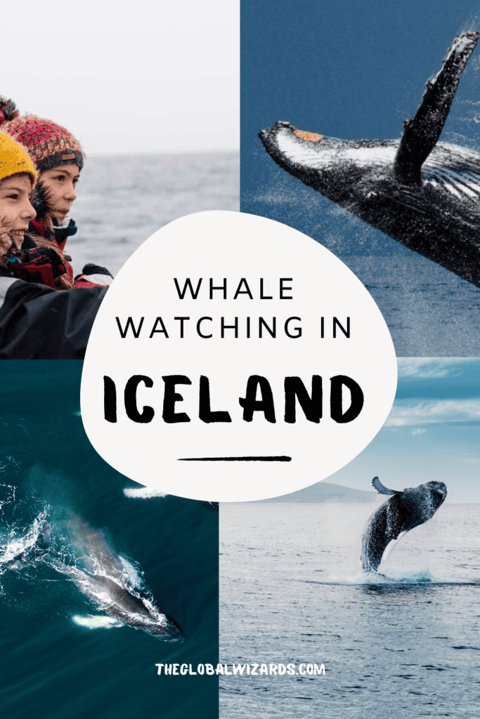 Whale Watching in Iceland: Where and When + Our Top Tips Whale Watching In Iceland 683x1024