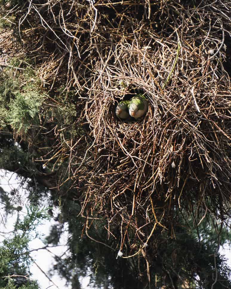 Discover what to do in Athens + the nicest neighborhoods National Gardens Athens Birds