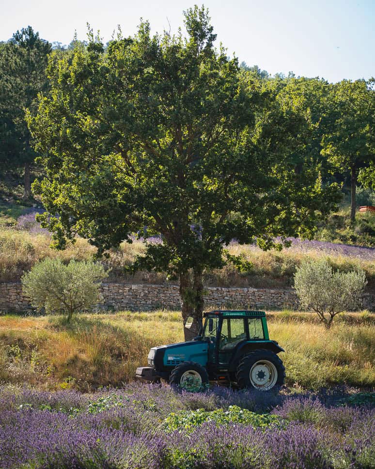 Road trip in South France: Our ultimate itinerary through Southern France picture of a lavender field in the provence