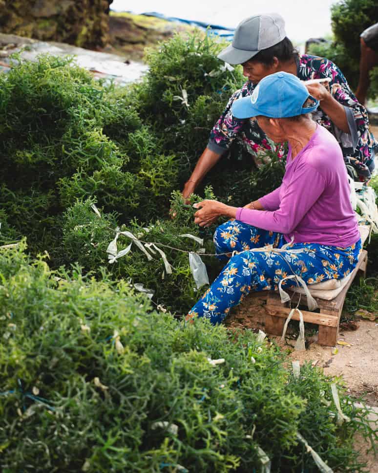 Wat te doen op Nusa Lembongan en Nusa Ceningan: onze beste tips Nusa Lembongan Ceningan Zeewier wat Te doen bezienswaardigheid