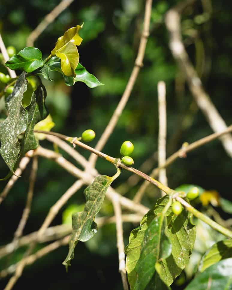 Bali Munduk Things to do Coffee Tour